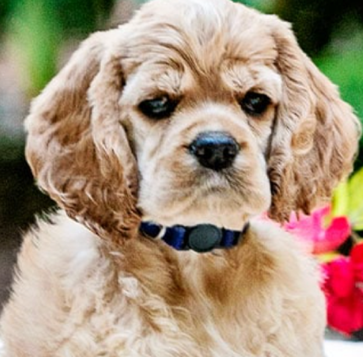 Cuttin Blue Farms Logo