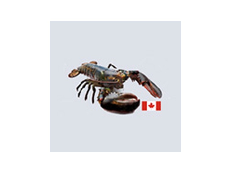 CN Global Distributor Inc. Logo